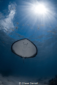 "Ray Under Rays"
Since the Ray's are so used to snorkele... by Chase Darnell 